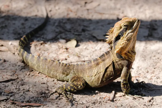 turismo en san Pedro,  turismo en el este, turismo en la Romana, cueva de las maravillas, iguanas, cueva en el este